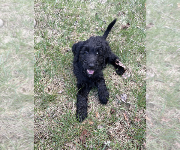 Medium Photo #13 Schnoodle (Giant) Puppy For Sale in SEVIERVILLE, TN, USA
