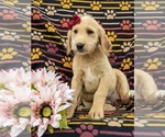 Small Photo #2 Miniature Labradoodle Puppy For Sale in STEVENS, PA, USA