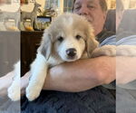 Small #1 Australian Shepherd-Great Pyrenees Mix
