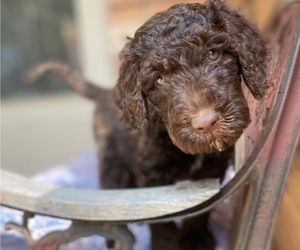 Golden Mountain Doodle  Puppy for Sale in WEST BEND, Wisconsin USA