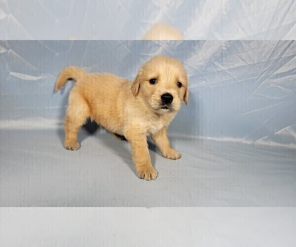 Medium Photo #3 Golden Retriever Puppy For Sale in FALCON, CO, USA