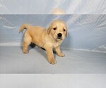 Small Photo #34 Golden Retriever Puppy For Sale in FALCON, CO, USA