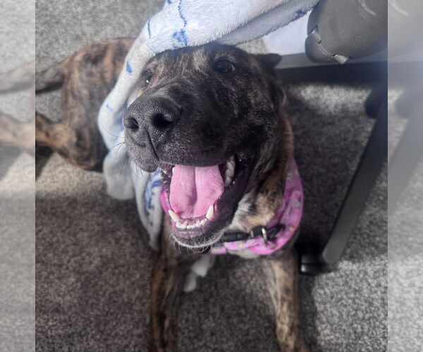 Medium Photo #7 American Pit Bull Terrier-Unknown Mix Puppy For Sale in Fargo, ND, USA