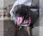 Small #6 American Pit Bull Terrier Mix