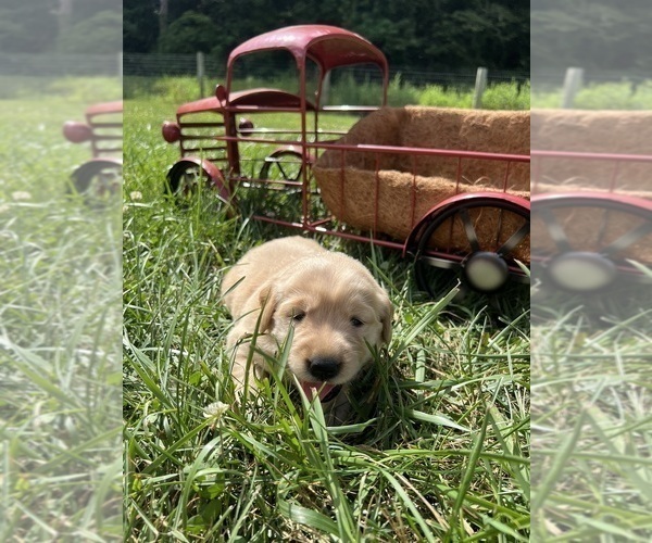 Medium Photo #8 Golden Retriever Puppy For Sale in NEOLA, WV, USA