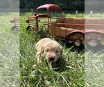 Small #7 Golden Retriever