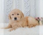 Small #3 Golden Retriever