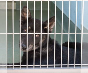 German Shepherd Dog-Unknown Mix Dogs for adoption in Pasadena, CA, USA
