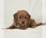 Puppy Maple Purple Goldendoodle (Miniature)