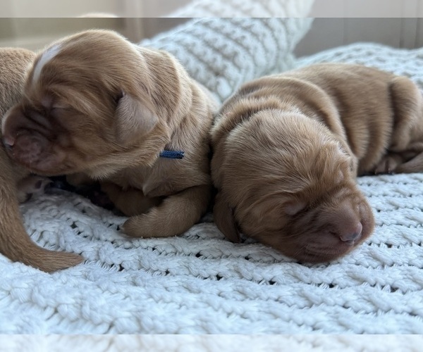 Medium Photo #2 Golden Retriever Puppy For Sale in DE PERE, WI, USA