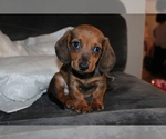 Small Photo #2 Dachshund Puppy For Sale in CHULA VISTA, CA, USA