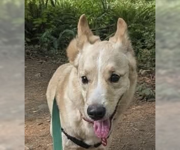 Medium Photo #4 German Shepherd Dog-Unknown Mix Puppy For Sale in Bellingham, WA, USA
