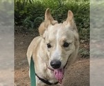 Small #3 German Shepherd Dog Mix