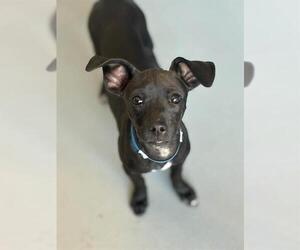 Chihuahua-Unknown Mix Dogs for adoption in Visalia, CA, USA