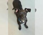 BITTY - Male Chihuahua-Unknown Mix Dog for Adoption - Small photo