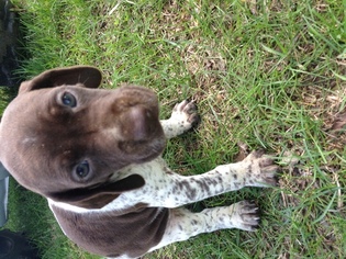 German Shorthaired Pointer Puppy for sale in MORLEY, MI, USA