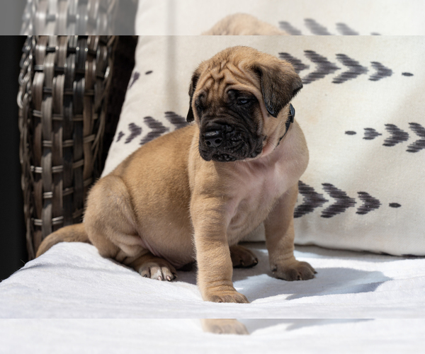 Medium Photo #1 Mastiff Puppy For Sale in SIMPSONVILLE, SC, USA