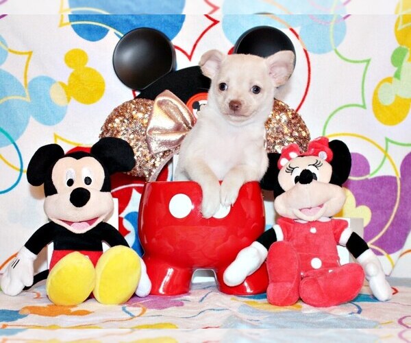 Medium Photo #4 Chihuahua Puppy For Sale in CHARLESTON, AR, USA