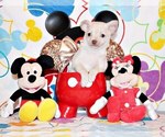 Small Photo #4 Chihuahua Puppy For Sale in CHARLESTON, AR, USA