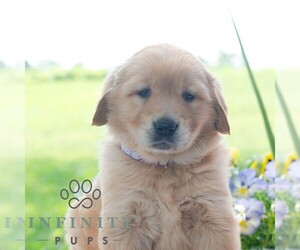 Golden Retriever Puppy for sale in NEWPORT, PA, USA