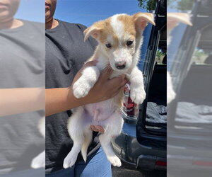 German Shepherd Dog-Unknown Mix Dogs for adoption in Stockton, CA, USA