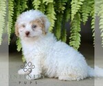 Small #3 Shih-Poo