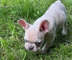 Small #1 French Bulldog