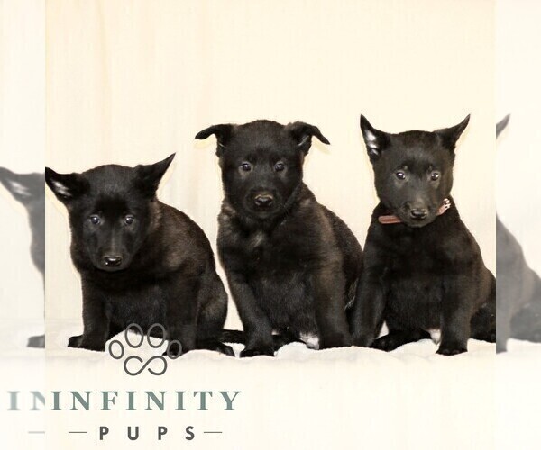 Medium Photo #2 Belgian Malinois Puppy For Sale in RONKS, PA, USA