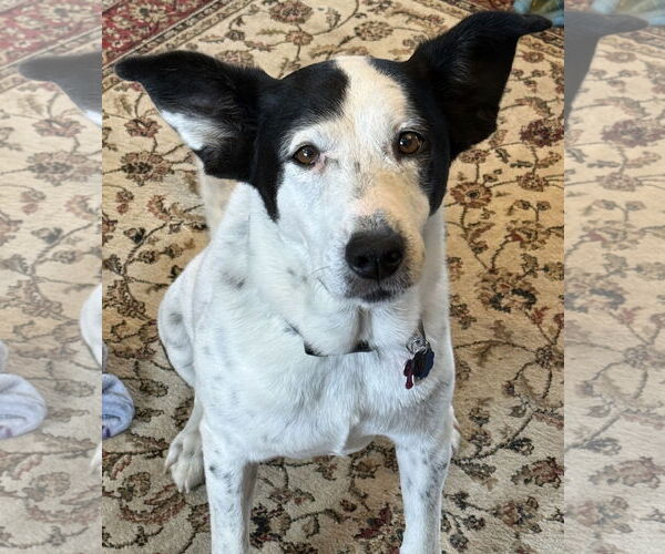 Medium Photo #2 Mutt Puppy For Sale in Rootstown, OH, USA