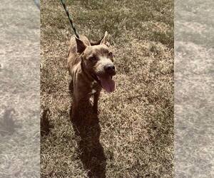 Jason - Male Mutt Dog for Adoption - Photo #2