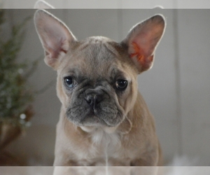 French Bulldog Puppy for sale in PROVIDENCE, RI, USA