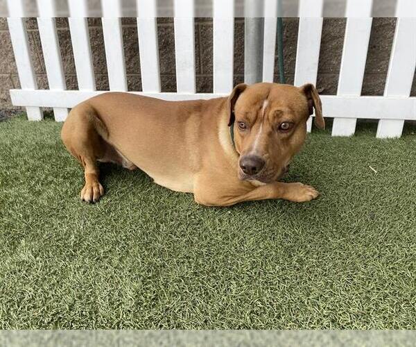 Medium Photo #1 Mutt Puppy For Sale in Modesto, CA, USA