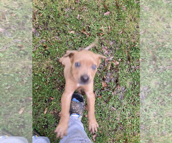 Medium Photo #4 Mutt Puppy For Sale in Aurora, IN, USA