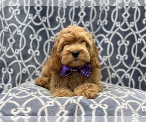 Cockapoo Puppy for sale in LAKELAND, FL, USA