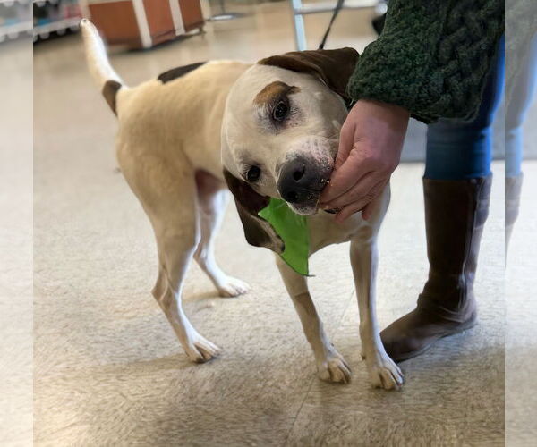 Medium Photo #19 Lab-Pointer Puppy For Sale in Rustburg, VA, USA