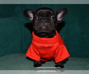 French Bulldog Puppy for Sale in GREENWOOD, Missouri USA