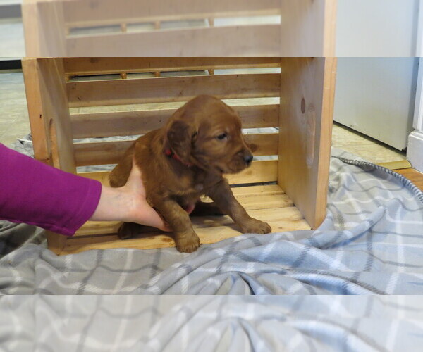 Medium Photo #1 Golden Irish Puppy For Sale in FAIRVIEW, KS, USA