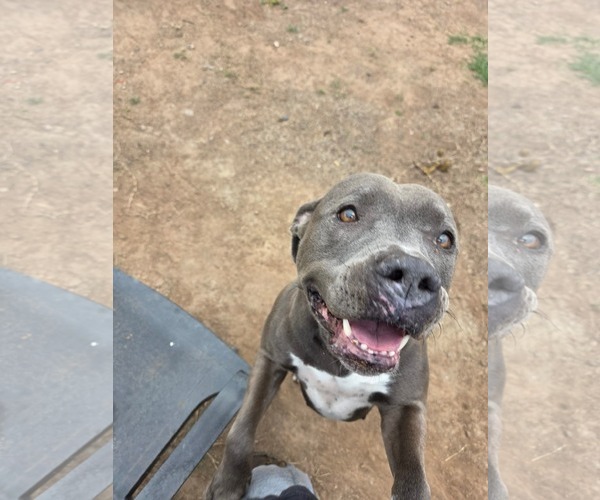 Medium Photo #1 American Pit Bull Terrier-Unknown Mix Puppy For Sale in phoenix, AZ, USA