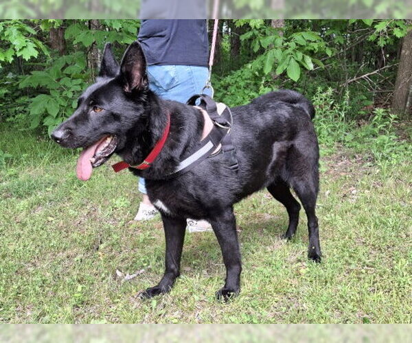 Medium Photo #4 German Shepherd Dog-Unknown Mix Puppy For Sale in Mountain View, AR, USA