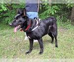 Small #3 German Shepherd Dog Mix