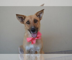 Mutt Dogs for adoption in McKinney, TX, USA