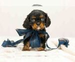 Puppy Bear Cavalier King Charles Spaniel