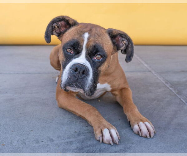Medium Photo #1 Boxer Puppy For Sale in Pasadena, CA, USA