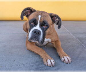 Boxer Dogs for adoption in Pasadena, CA, USA