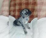 Small Photo #4 Sheprador Puppy For Sale in LEWISBURG, KY, USA