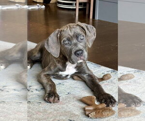 American Pit Bull Terrier-Unknown Mix Dogs for adoption in Rockaway, NJ, USA