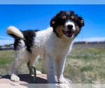 Small Photo #1 Australian Shepherd-Mutt Mix Puppy For Sale in ENGLEWOOD, CO, USA