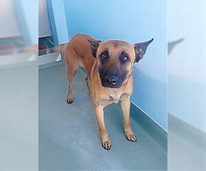 Mutt Dogs for adoption in Pasadena, CA, USA