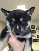 Small Photo #8 Alaskan Klee Kai Puppy For Sale in WINCHESTER, OH, USA