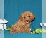 Small Goldendoodle (Miniature)